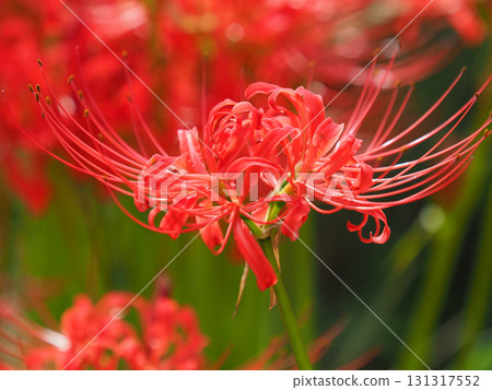 Red spider lily (Lycoris radiata) Red spider lily (Lycoris radiata) 131317552