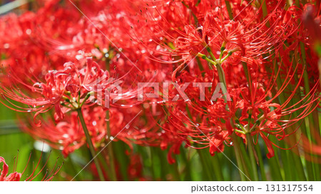 Red spider lily (Lycoris radiata) Red spider lily (Lycoris radiata) 131317554