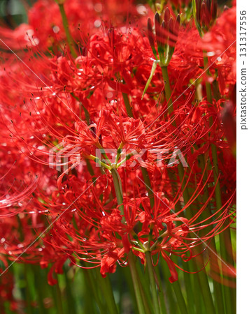 Red spider lily (Lycoris radiata) Red spider lily (Lycoris radiata) 131317556
