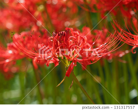 Red spider lily (Lycoris radiata) Red spider lily (Lycoris radiata) 131317557