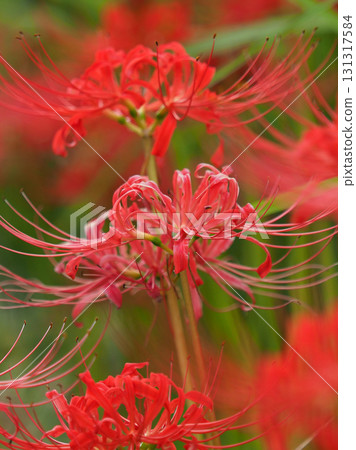 Red spider lily (Lycoris radiata) 131317584