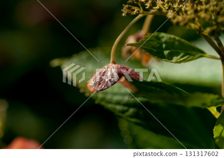 The Last Hydrangea 131317602