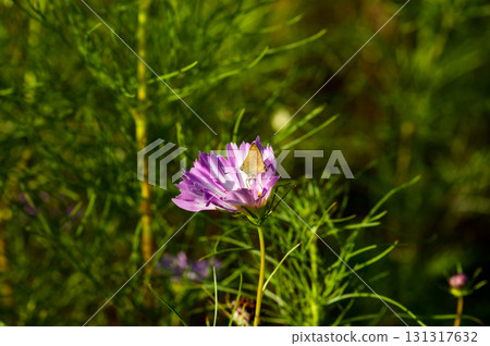 Cosmos and Brown-winged Bluetail Cosmos and Brown-winged Bluetail 131317632