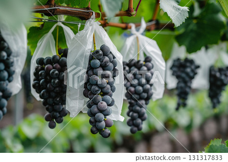 收穫前的先鋒葡萄 收穫前的先鋒葡萄 131317833