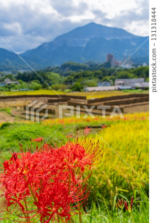[Saitama Prefecture] Terasaka Rice Terraces in Chichibu: With Mount Buko in the background, cluster amaryllis and ripe rice ears on the banks 131318444