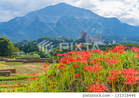 【埼玉縣】秩父寺坂梯田：以武甲山為背景，岸邊盛開的孤挺花和成熟的稻穗 131318446