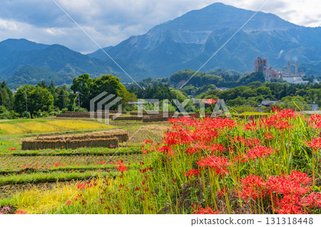 [Saitama Prefecture] Terasaka Rice Terraces in Chichibu: With Mount Buko in the background, cluster amaryllis and ripe rice ears on the banks 131318448
