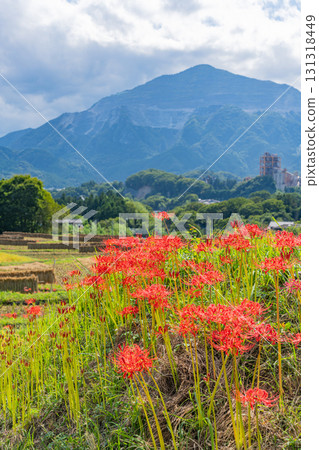 [Saitama Prefecture] Terasaka Rice Terraces in Chichibu: With Mount Buko in the background, cluster amaryllis and ripe rice ears on the banks 131318449