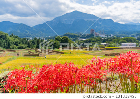 【埼玉縣】秩父寺坂梯田：以武甲山為背景，岸邊盛開的孤挺花和成熟的稻穗 131318455