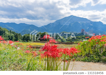 【埼玉縣】秩父寺坂梯田:以武甲山為背景,岸邊盛開的孤挺花和成熟的稻穗 【埼玉縣】秩父寺坂梯田:以武甲山為背景,岸邊盛開的孤挺花和成熟的稻穗 131318456