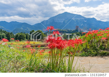 【埼玉縣】秩父寺坂梯田：以武甲山為背景，岸邊盛開的孤挺花和成熟的稻穗 131318457
