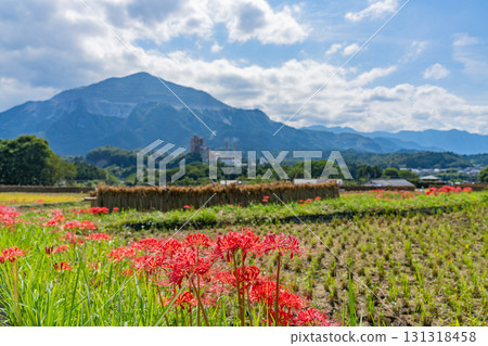 [Saitama Prefecture] Terasaka Rice Terraces in Chichibu: With Mount Buko in the background, cluster amaryllis and ripe rice ears on the banks 131318458