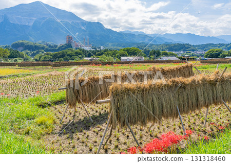 [Saitama Prefecture] Terasaka Rice Terraces in Chichibu: With Mount Buko in the background, cluster amaryllis and ripe rice ears on the banks 131318460