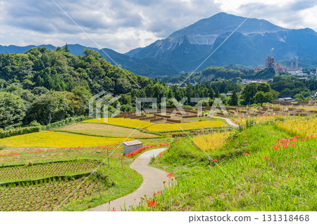 [Saitama Prefecture] Terasaka Rice Terraces in Chichibu: With Mount Buko in the background, cluster amaryllis and ripe rice ears on the banks 131318468