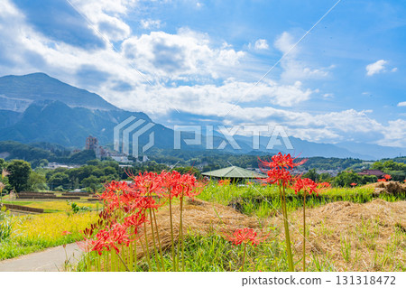 【埼玉縣】秩父寺坂梯田：以武甲山為背景，岸邊盛開的孤挺花和成熟的稻穗 131318472