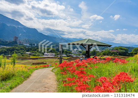 [Saitama Prefecture] Terasaka Rice Terraces in Chichibu: With Mount Buko in the background, cluster amaryllis and ripe rice ears on the banks 131318474