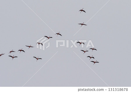 Flamingos near Walvis Bay 131318678