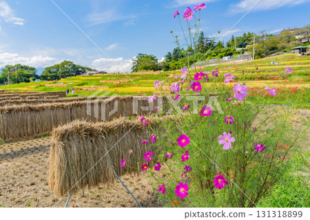 【埼玉縣】秩父寺坂梯田:曬乾的稻米和盛開的波斯菊 【埼玉縣】秩父寺坂梯田:曬乾的稻米和盛開的波斯菊 131318899