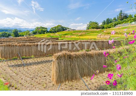 【埼玉縣】秩父寺坂梯田:曬乾的稻米和盛開的波斯菊 【埼玉縣】秩父寺坂梯田:曬乾的稻米和盛開的波斯菊 131318900