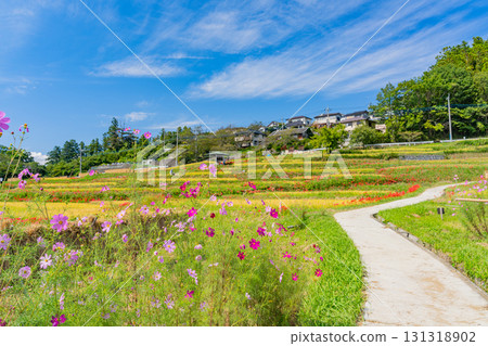 [Saitama Prefecture] Terasaka Rice Terraces in Chichibu: Rice drying in the sun and cosmos blooming along the banks 131318902
