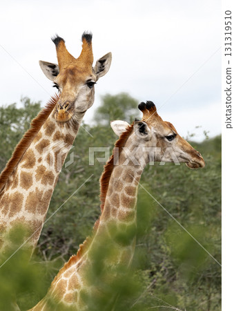 Close-up portrait of two giraffes among the green foliage of trees 131319510