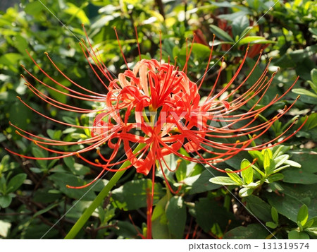一叢叢呈放射狀盛開的孤挺花在綠樹叢中格外醒目 131319574