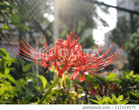 美麗而奇妙的紅甘草在背光中閃耀 131319575