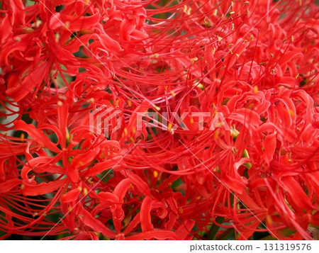 一簇簇鮮紅的彼岸花盛開，呈現出一幅迷人的秋日景象 131319576