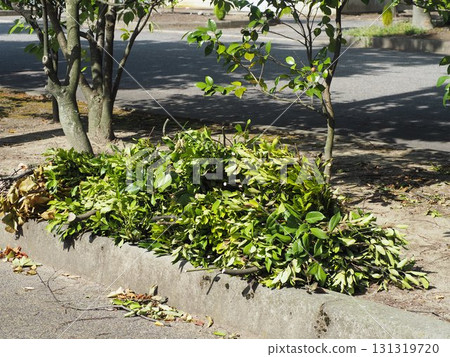 收穫的樹 收穫的樹 131319720