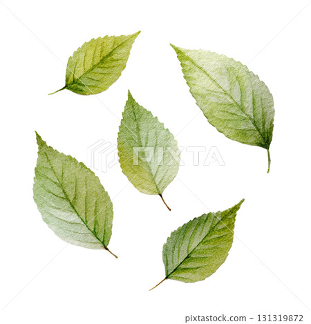 綠葉水彩插圖集 | 自然，植物，透明PNG 131319872