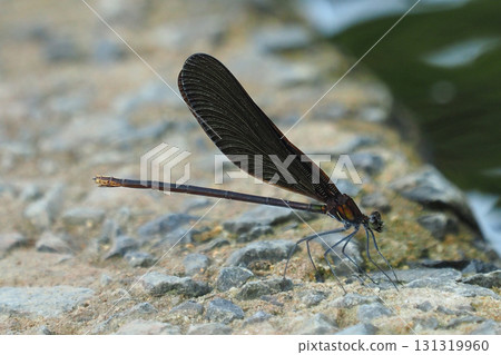 River damselfly, Haguro-tombo (God dragonfly) 131319960
