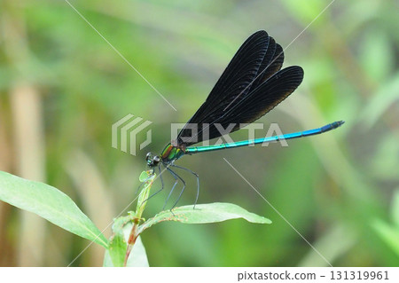 River damselfly, Haguro-tombo (God dragonfly) River damselfly, Haguro-tombo (God dragonfly) 131319961
