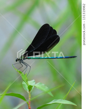 River damselfly, Haguro-tombo (God dragonfly) River damselfly, Haguro-tombo (God dragonfly) 131319962