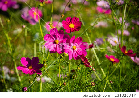 鮮豔的粉紅色波斯菊和蜜蜂 131320317