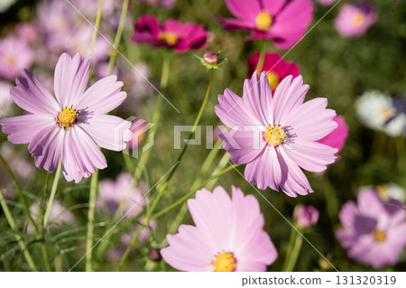 波斯菊花在秋風中搖晃 131320319