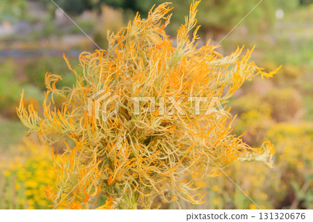 Yellow Celosia argentea flower bloom in cottage garden. Bedding plant. Amaranth family. Flower is blooming on a plantation. 131320676