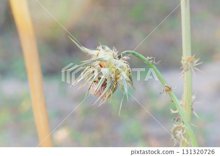 Wild plant in meadow. Thorn plant in garden in sunny day. Dry Carduus nutans grows in autumn. Seed head of wild flower. 131320726