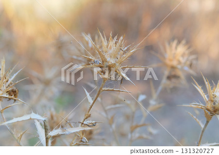 Wild flower in meadow. Thorn plant in garden in sunny day. Dry Carduus nutans grows in autumn. Seed head of wild flower. 131320727