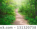 Path through the green forest 131320738