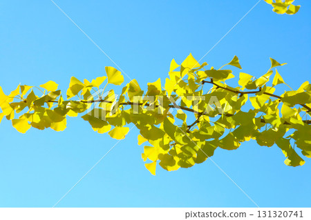 黃色的蝴蝶和藍天 131320741