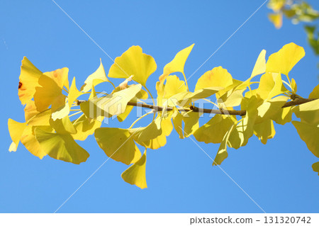 黃色的蝴蝶和藍天 黃色的蝴蝶和藍天 131320742