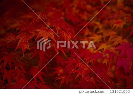 紅葉湖的深紅色楓葉 131321093