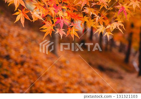Colorful autumn leaves at Lake Momiji 131321103