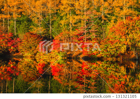 Autumn leaves at Lake Izumi, Shimo-Suwa Town 131321105