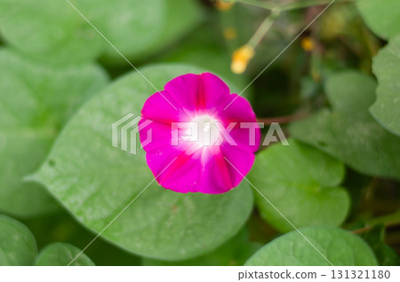 I took a photo of a morning glory in the early morning I took a photo of a morning glory in the early morning 131321180