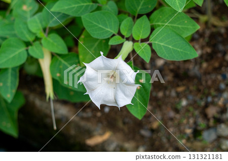 白色牽牛花花 白色牽牛花花 131321181