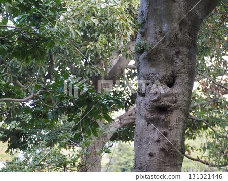 Tree trunk visible on the face Tree trunk visible on the face 131321446