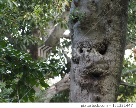 臉上可見的樹幹 131321447