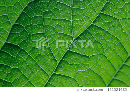 鮮綠色的葉脈 鮮綠色的葉脈 131321683