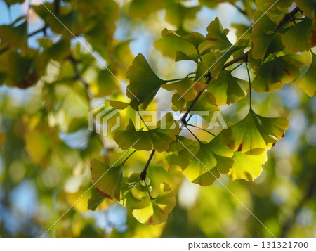 Ginkgo leaves starting to change color 131321700